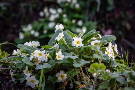 Pretty primula vulgaris flowers in bloom on a spring day in Sussex