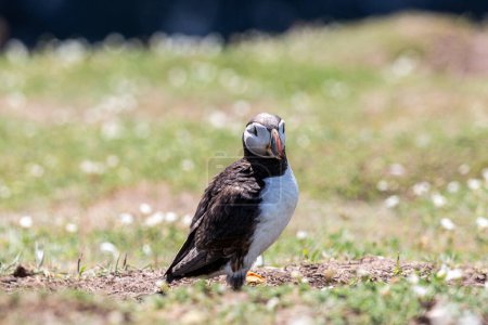 Photo for A close up of an Atlantic Puffin in the sunshine, on Skomer Island off the Pembrokeshire coast - Royalty Free Image