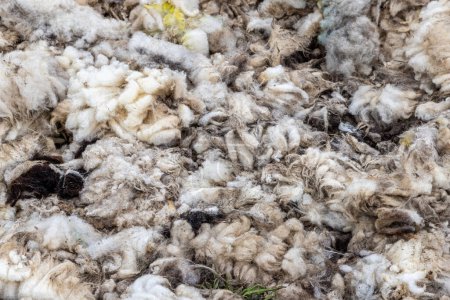 A full frame photograph of wool shorn of sheep in the Sussex countrysdie
