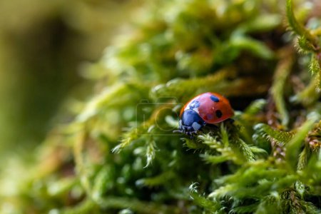 A close up of a ladybird on moss, with a shallow depth of field