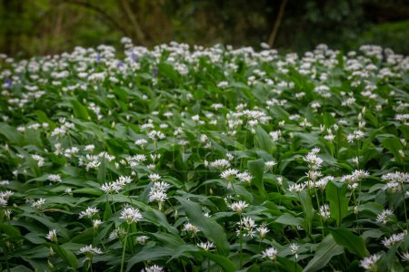 Photo for An abundance of wild garlic blooming in woodland in Sussex, on a spring day - Royalty Free Image