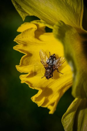 A fly on a daffodil in the early spring sunshine, with a shallow depth of field