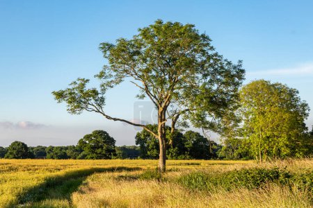 Téléchargez les photos : Un paysage rural du Sussex avec un ciel bleu au-dessus - en image libre de droit