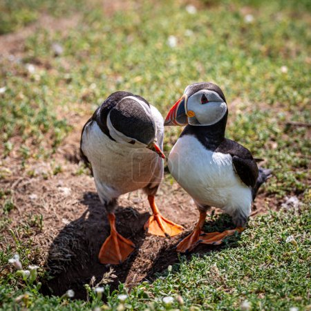 Photo for Two puffins on Skomer Island in the summer sunshine - Royalty Free Image