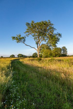 Un camino a través de tierras de cultivo en Sussex, en una soleada noche de verano