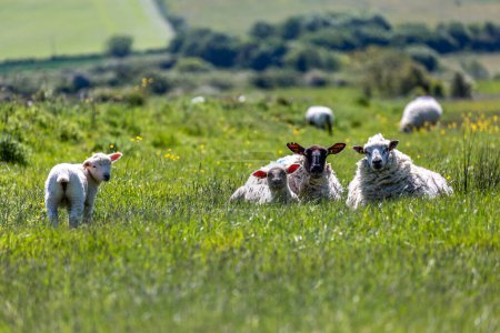Schafe und Lämmer in der Landschaft von Sussex bei Lewes, an einem sonnigen Frühlingstag
