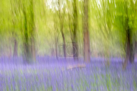 An atmospheric photograph of a bluebell wood, with intentional blur