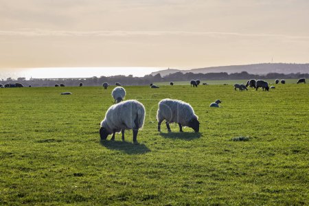 Schafe weiden auf einem Feld in Sussex, mit Abendlicht und dem Meer in der Ferne dahinter