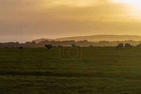 Photo for Looking out over a field of grazing sheep in Sussex, witha sunset sky overhead - Royalty Free Image