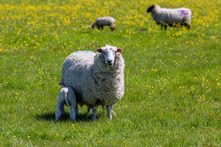 Eine Nahaufnahme von Ewe beim Füttern ihres Lammes in der Frühlingssonne, mit geringer Schärfentiefe