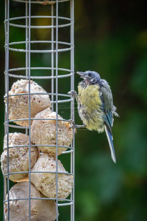 A bedraggled blue tit perched on a bird feeder in a Sussex garden