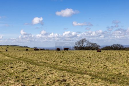 Cattle grazing at Blackcap in the South Downs, on a sunny early spring day