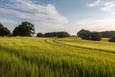Un campo de cereales en la campiña de Sussex, en una soleada noche de verano