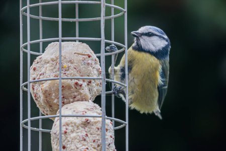A close up of a blue tit perched on a garden bird feeder, with a shallow depth of field