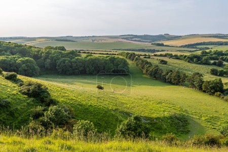 Looking out over the South Downs on a sunny summer's evening