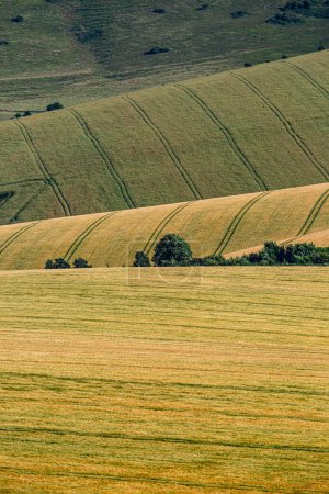 A full frame photograph of a rolling Sussex landscape on a sunny summer's day
