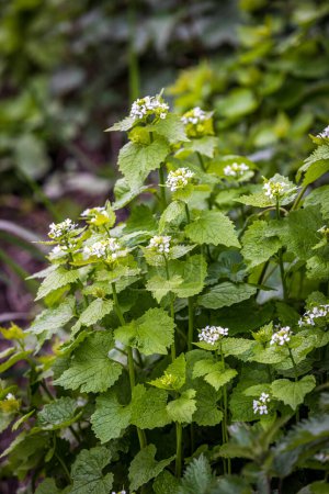 A close up of garlic mustard blooming in spring, with a shallow depth of field