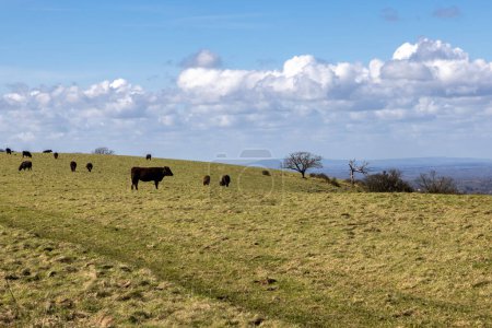 Foto de Ganado pastando en Sussex rural, con un cielo azul por encima - Imagen libre de derechos