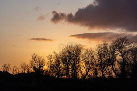 Bare trees against a sunset sky