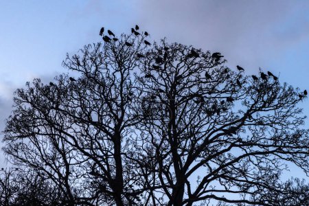 Looking up at crows on tree branches, with evening light