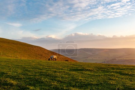 A sheep grazing on a Sussex hillside, with evening light