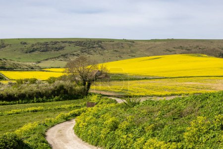 Eine Straße in der Landschaft von Sussex, mit Rapsfeldern in der Frühlingssonne