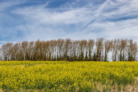 A view over a field of oilseed rape crops, with a blue sky overhead