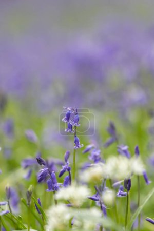 Bluebells growing in woodland in Sussex, with selective focus