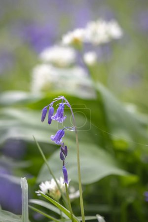 Una campanilla azul floreciendo en primavera, con ajo salvaje desenfocado detrás