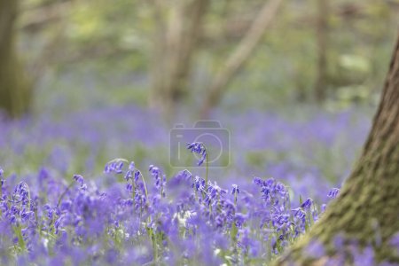 Una madera de Bluebell en Sussex, con una abundancia de flores en flor