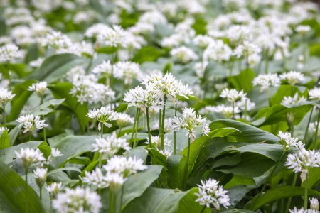 Photo for A full frame photograph of wild garlic flowering in woodland in Sussex, with selective focus - Royalty Free Image