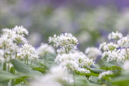 Photo for Pretty wild garlic in rural Sussex, with a shallow depth of field - Royalty Free Image