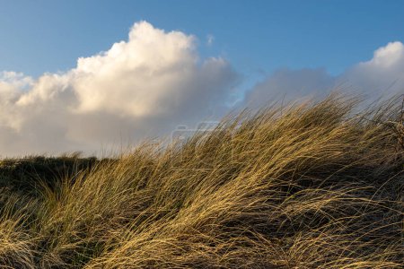 Ammophila, comúnmente conocida como hierba de marram, en dunas de arena en la costa