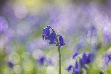 A bluebell flower blooming in springtime, with bokeh behind
