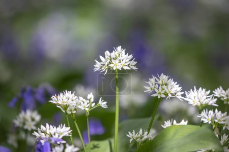 A close up of wild garlic in the spring sunshine, with bluebells behind and a shallow depth of field