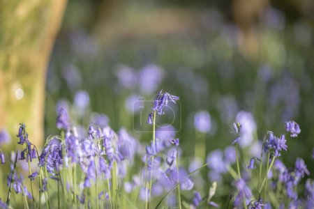 Un bois de sonnette bleue par une journée ensoleillée de printemps