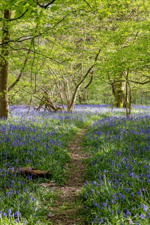 An einem sonnigen Frühlingstag auf einem von Blauglocken gesäumten Pfad im Wald von Sussex