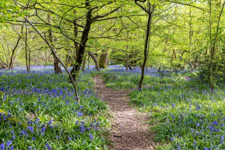 A pathway through an idyllic bluebell wood