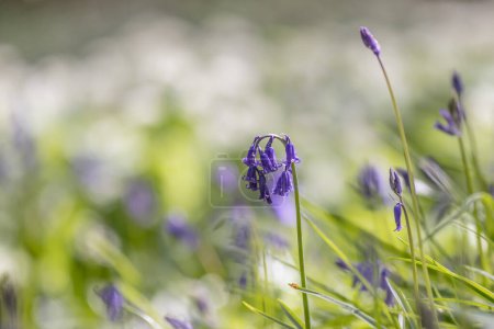 A close up of a pretty bluebell flower in the spring sunshine, with a shallow depth of field