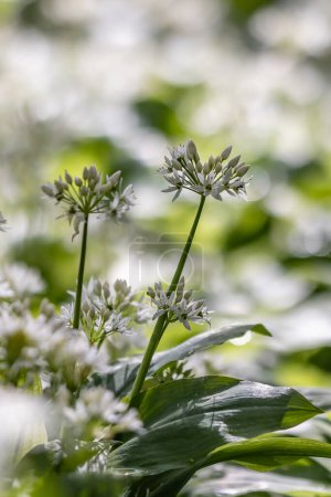 Photo for A close up of wild garlic flowers in springtime, with a shallow depth of field - Royalty Free Image