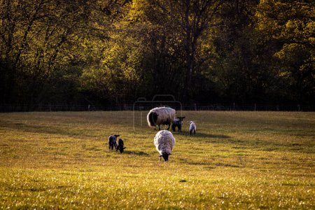 Una vista idílica de ovejas y corderos pastando en un campo en Sussex rural, en una soleada noche de primavera