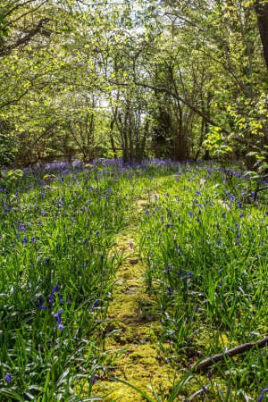 A narrow pathway through a bluebell wood in Sussex, on a sunny spring day