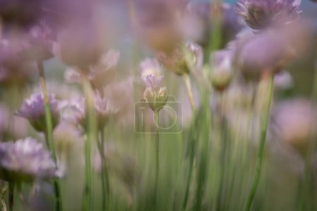 Sea thrift flowers with a shallow depth of field