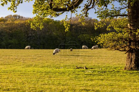 Una vista rural de Sussex del pastoreo de ovejas, con luz nocturna