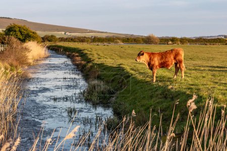 A cow standing at the edge of a stream running through the Sussex countryside, with a shallow depth of field