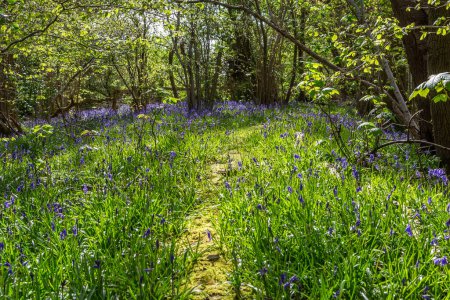 Sonnenlicht in einem Blauglockenwald in Sussex, mit Blick auf einen schmalen Pfad