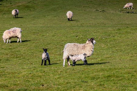 Ewes and lambs in a field in Sussex, on a sunny spring day