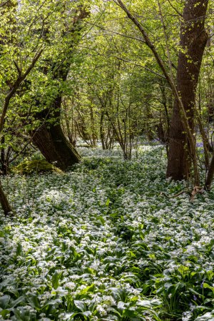 An abundance of wild garlic growing in Sussex woodland, on a sunny spring day