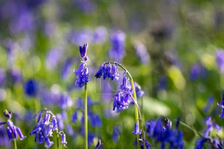 Una abundancia de campanas azules en el bosque de Sussex, con luz de la mañana