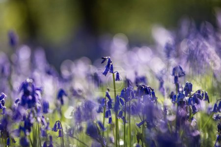 A close up of bluebell flowers in springtime, with a shallow depth of field